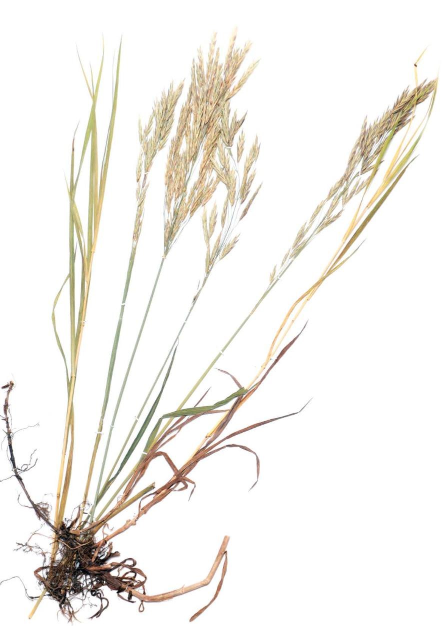 Житняк гребенчатый гербарий