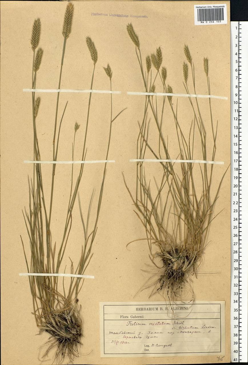 Лисохвост Луговой (Alopecurus pratensis ‘Aureovariegatus’)