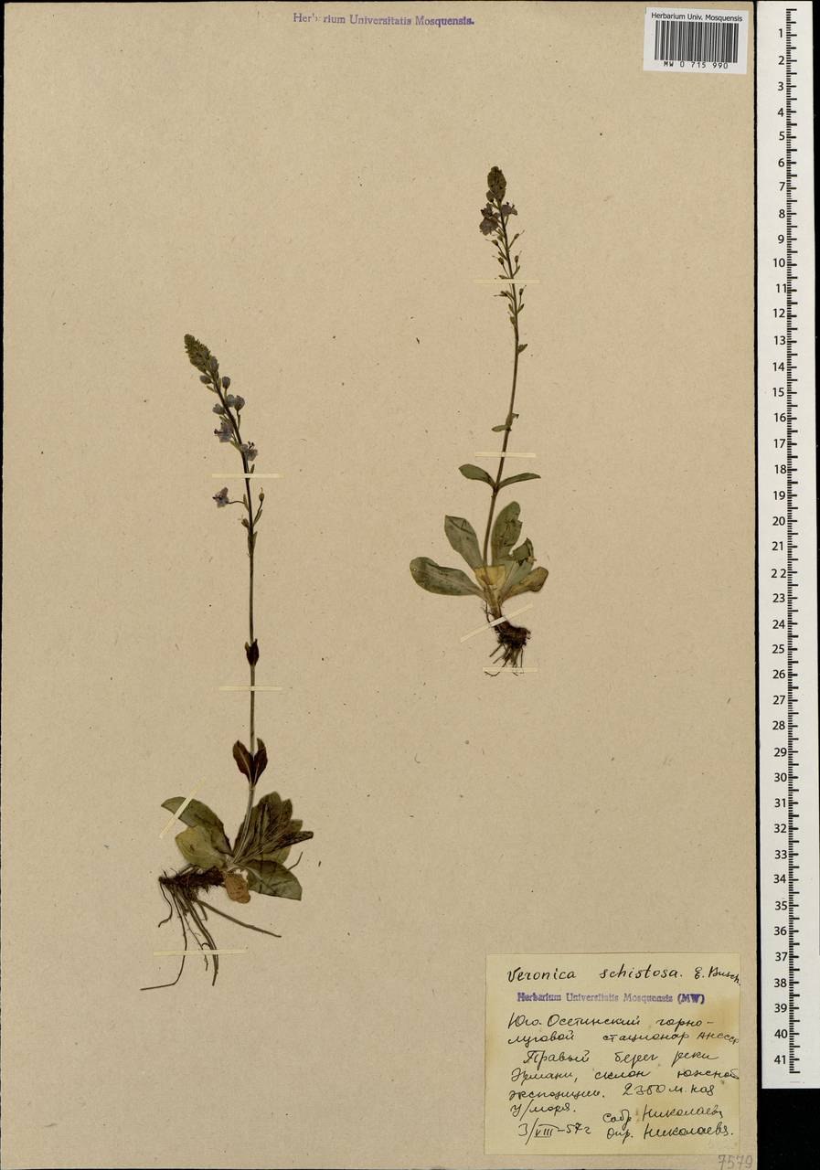 Грыжник тимьянолистный