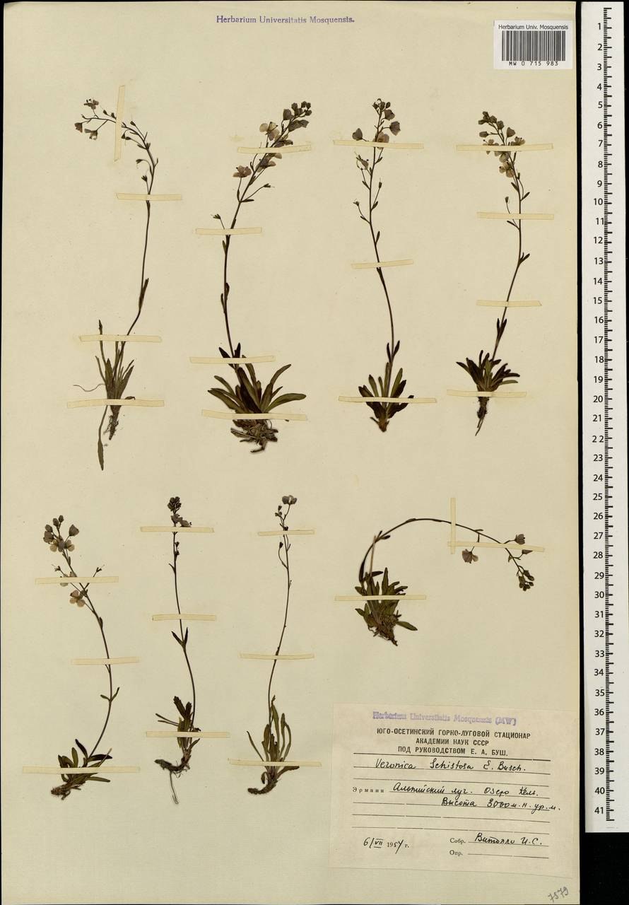 Вероника простертая