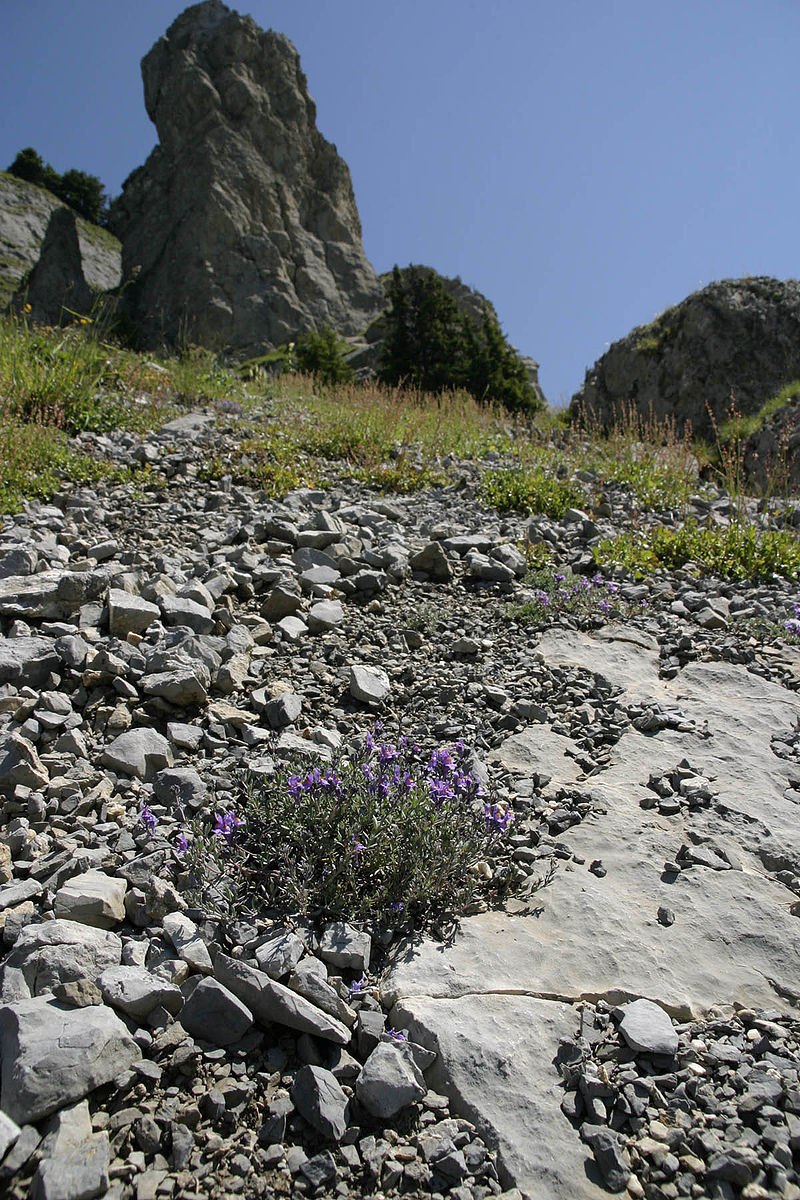 Вероника длиннолистная цветок