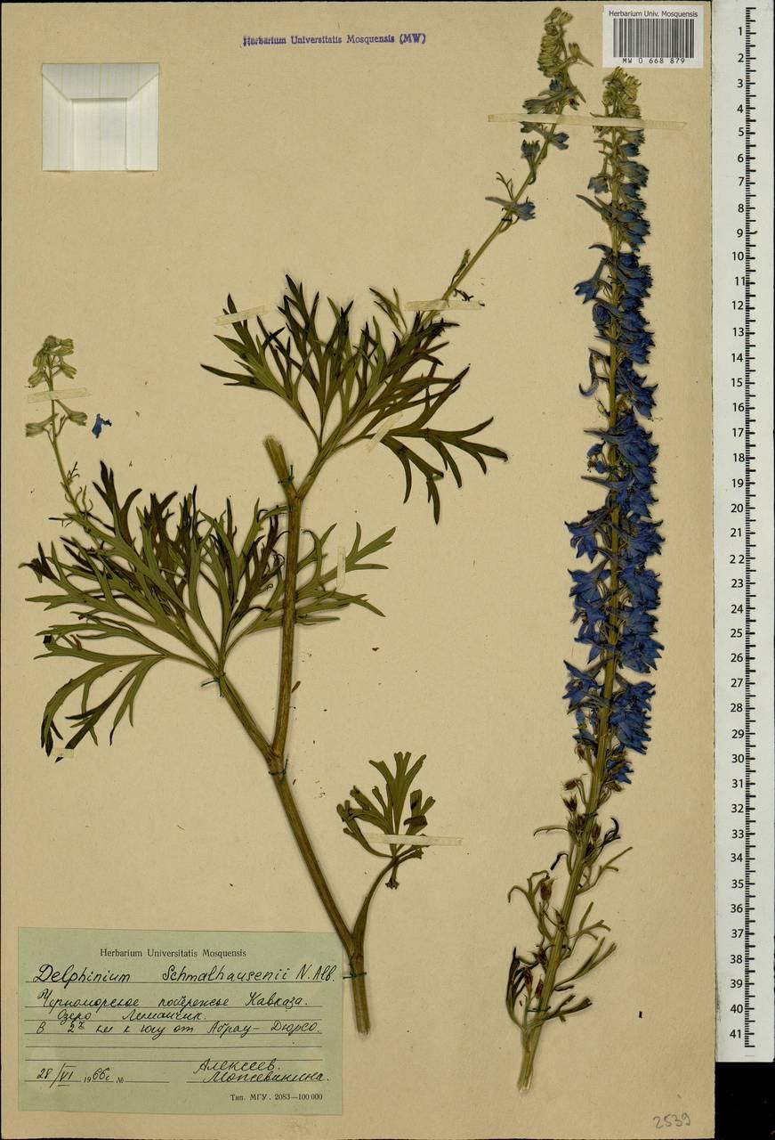 Delphinium schmalhausenii