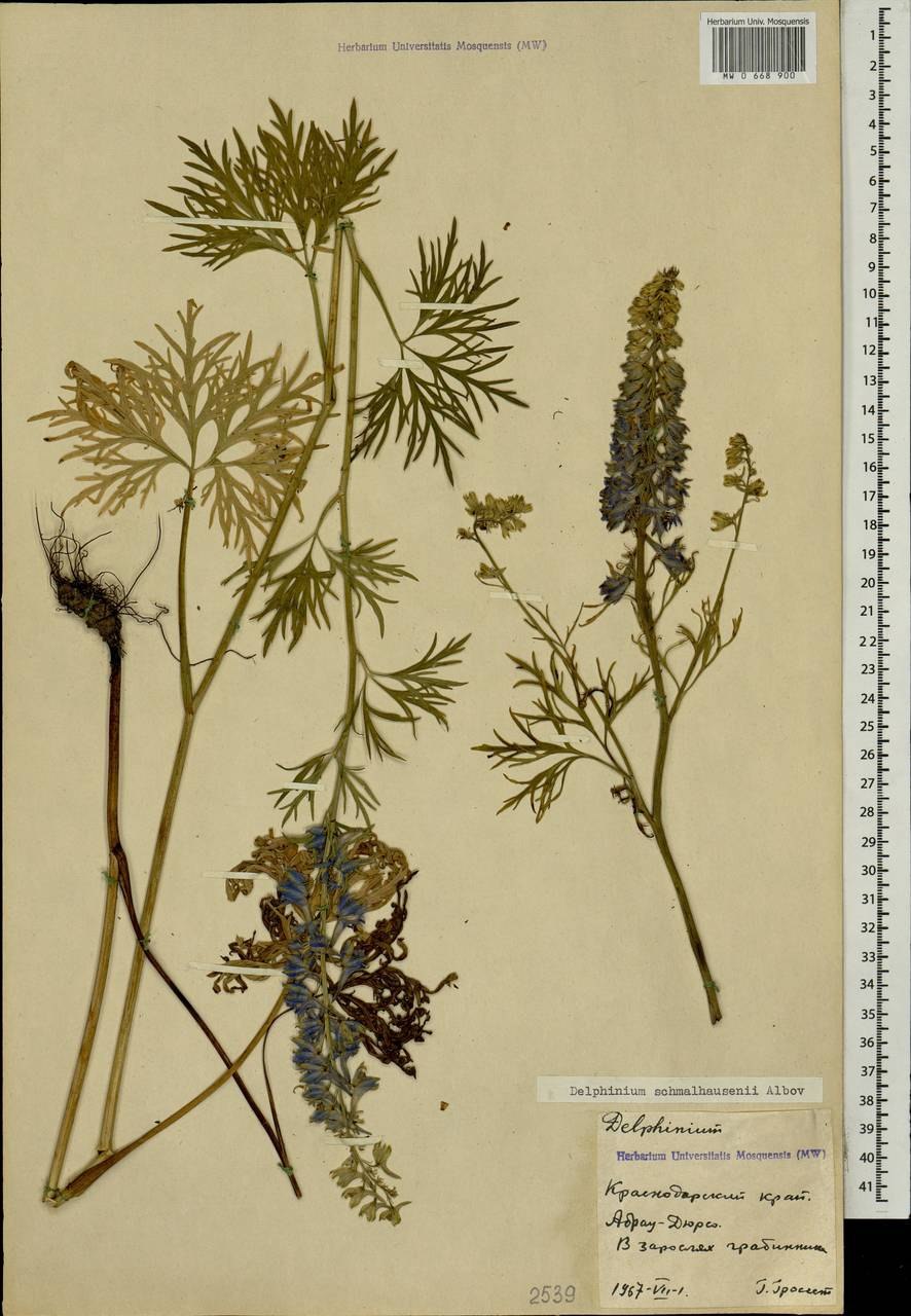 Живокость посевная гербарий