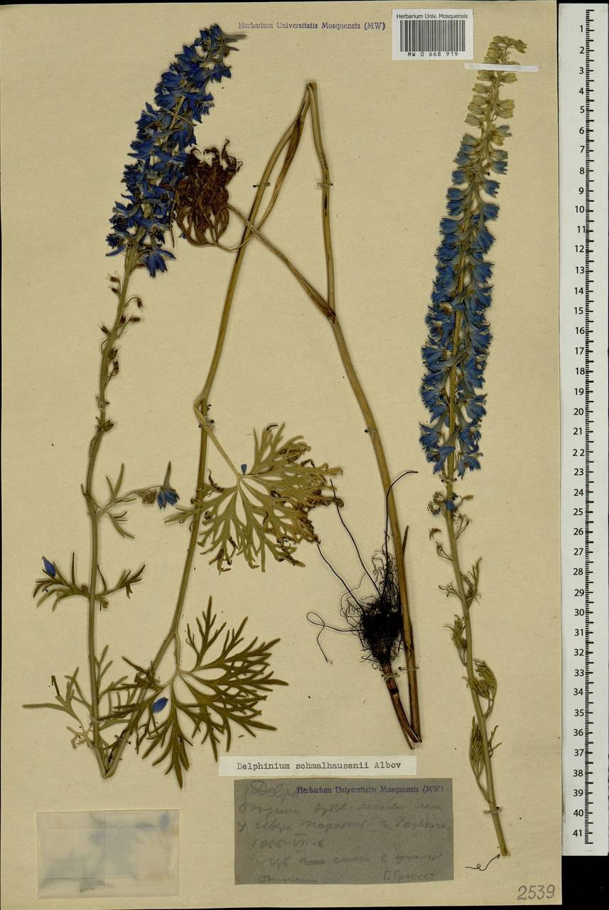 Diedropetala schmalhausenii