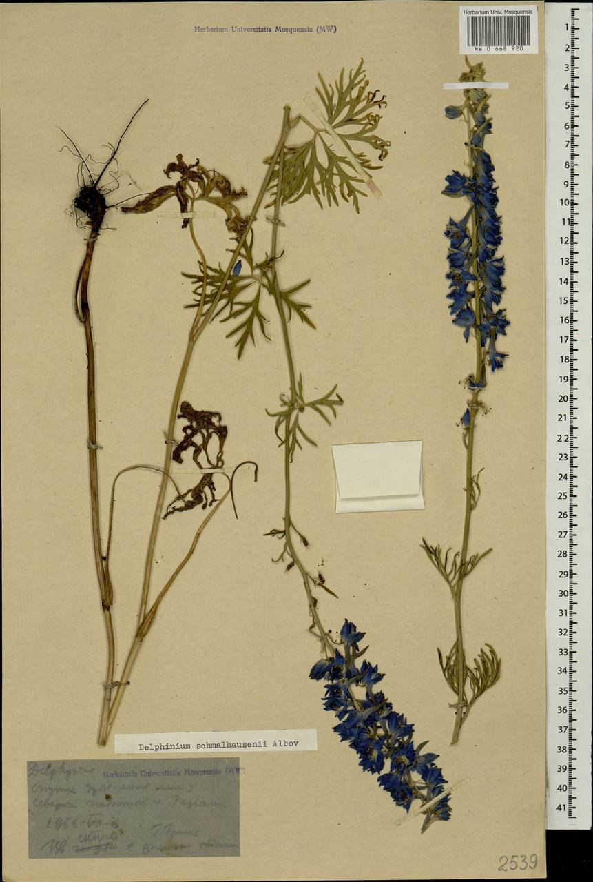 Delphinium schmalhausenii