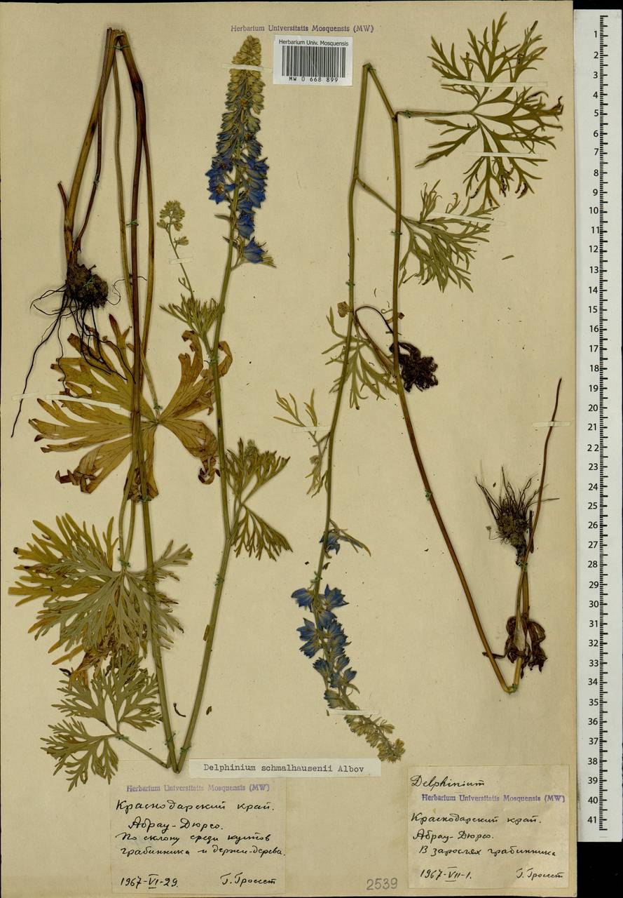 Delphinium schmalhausenii