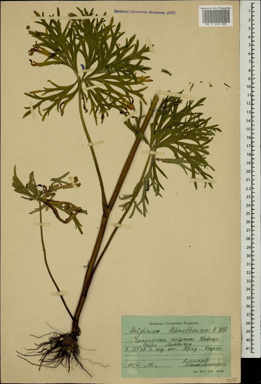 Дельфиниум ствол без листьев как елочка