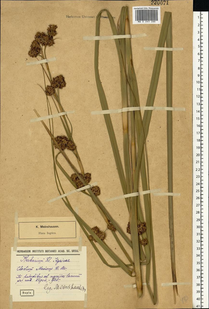 Сыть скученная