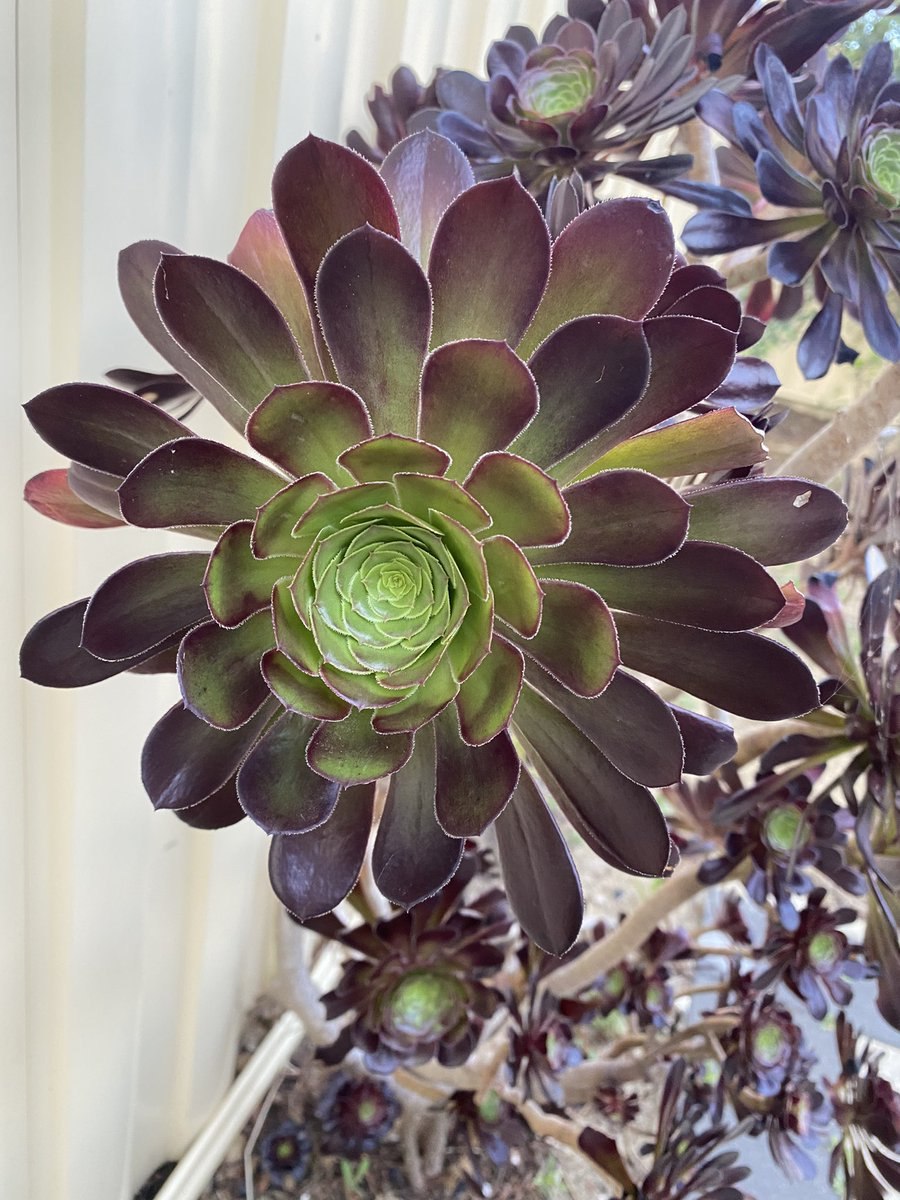 Aeonium Zwartkop