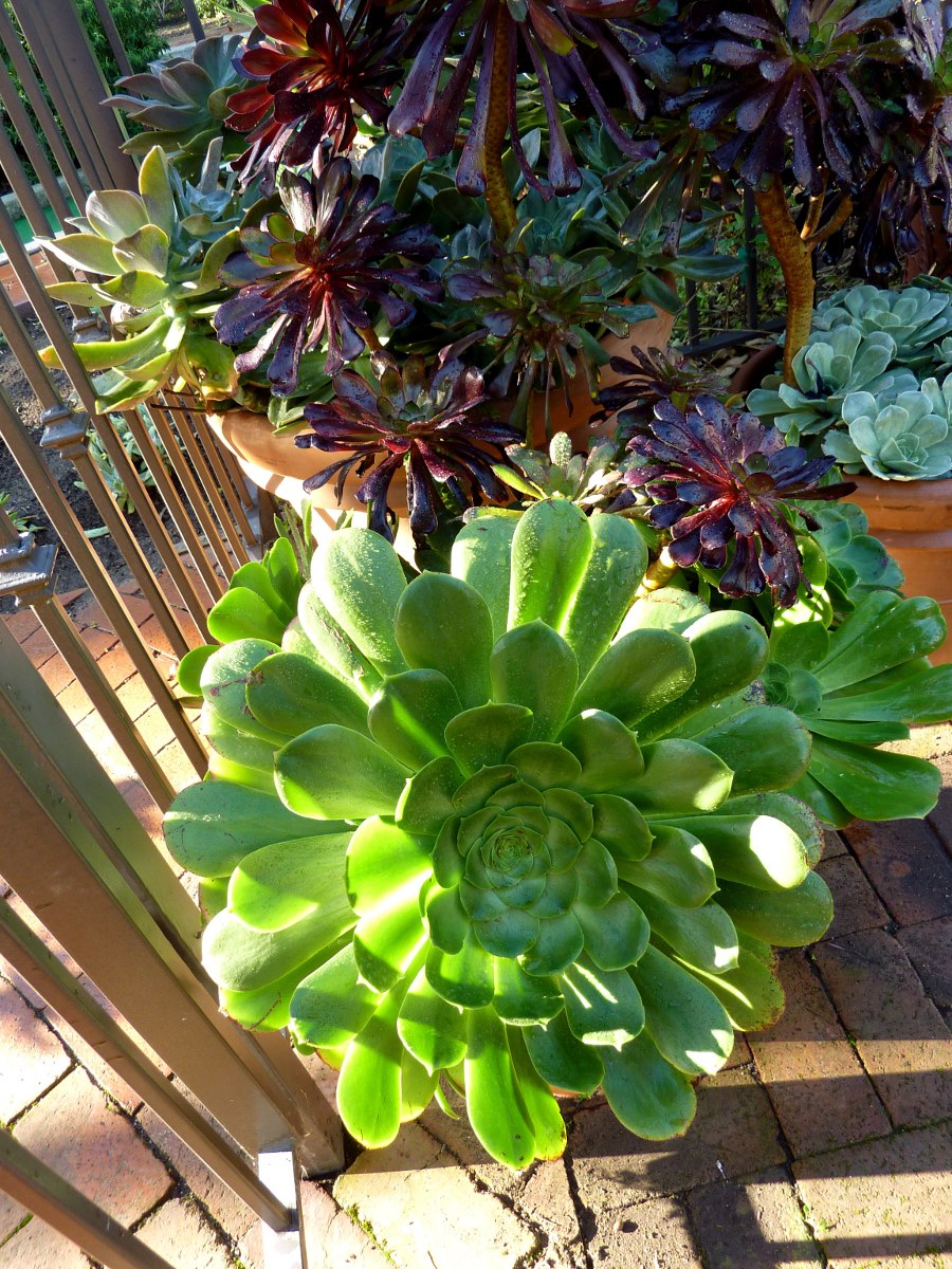 Эониум древовидный