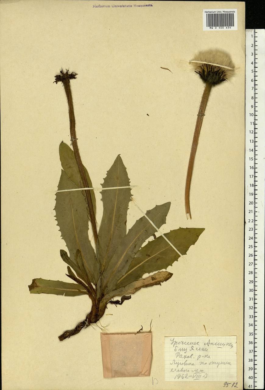 Осот огородный