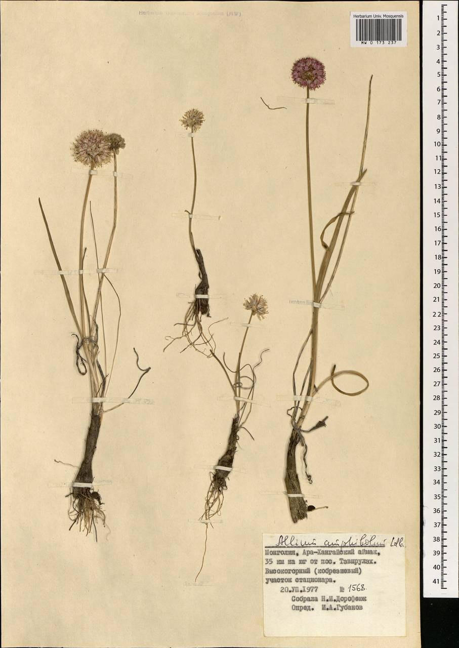 Лук желтоватый