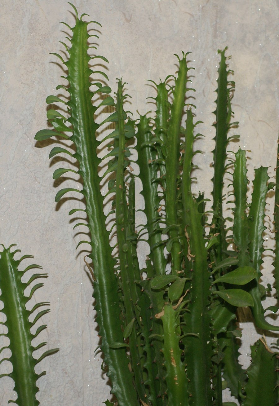 Молочай трёхзубчатый