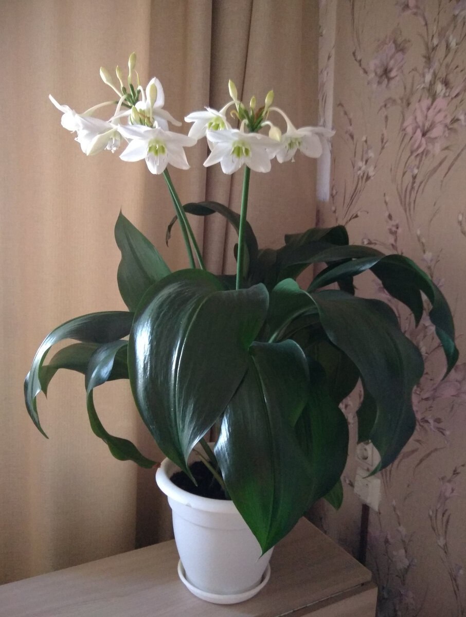 Лилия домашняя