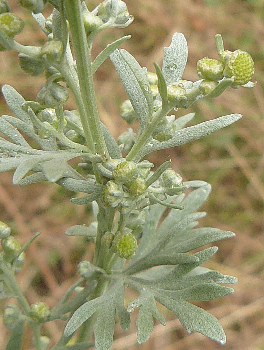 Полынь горькая (Artemisia absinthium)