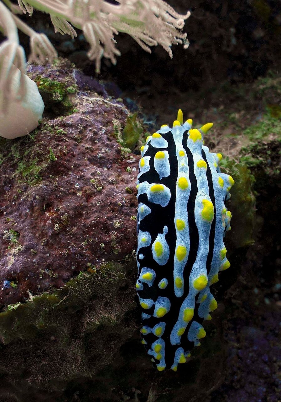 Валония пузатая