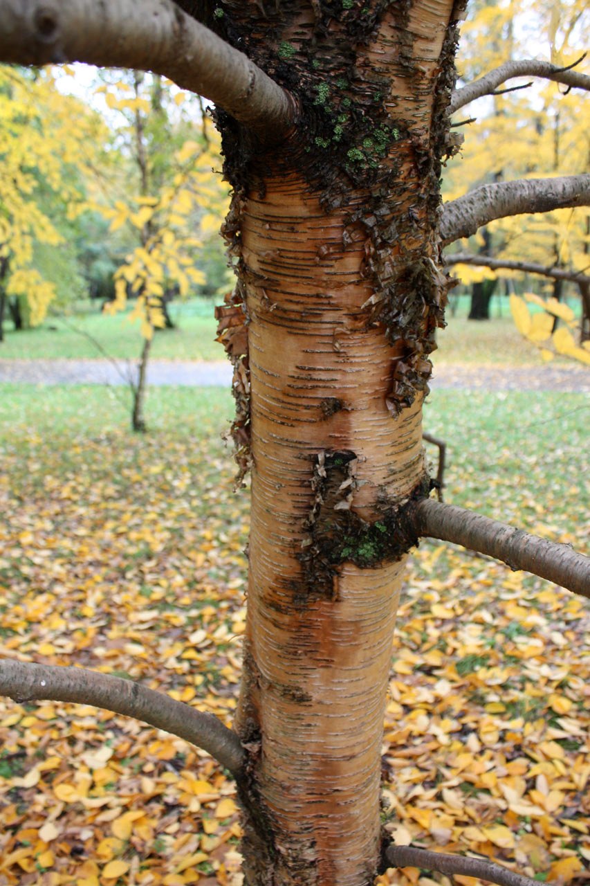Береза ребристая – Betula costata