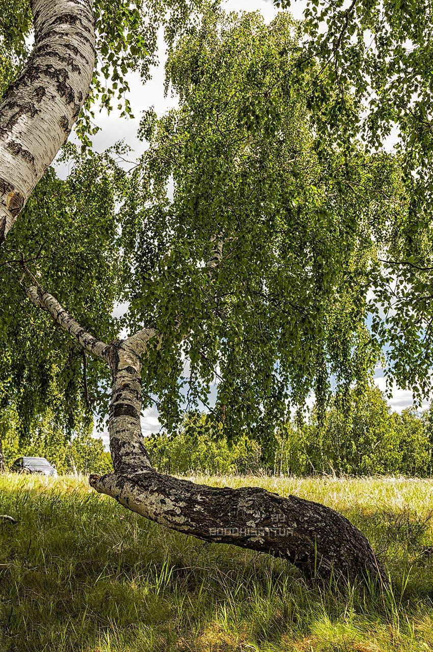 Береза Вишневая дерево