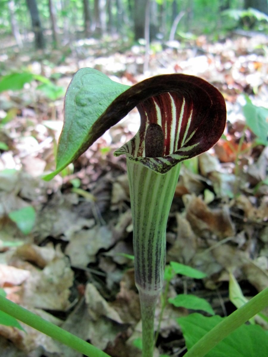 Аризема драконовая