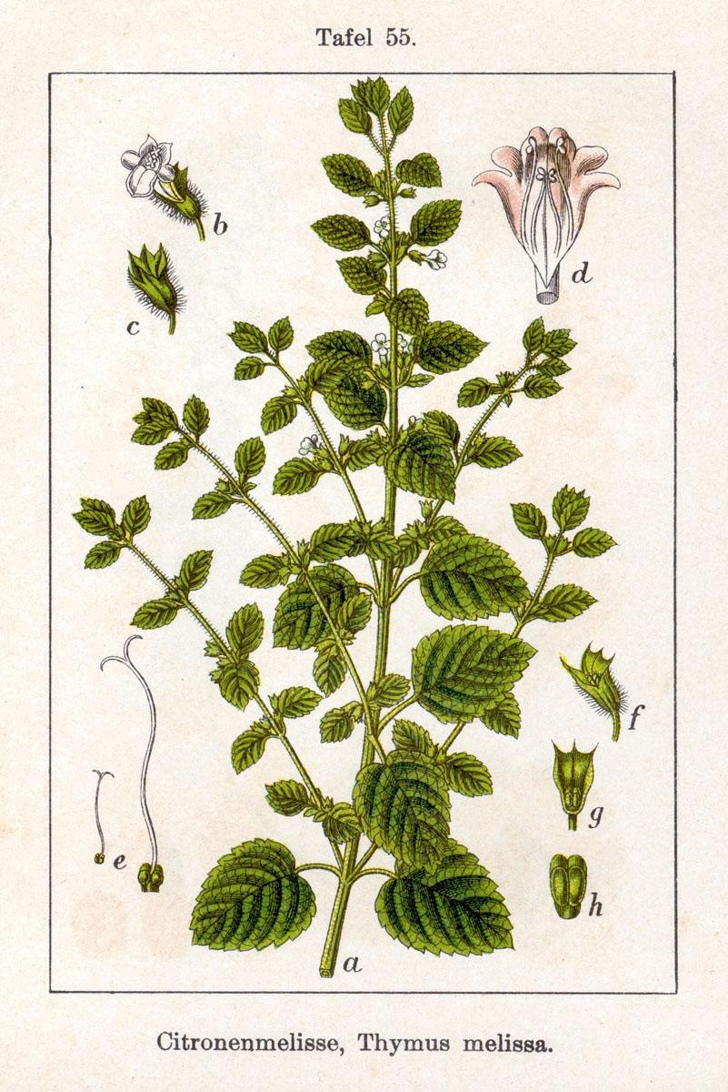 Мелисса лимонник