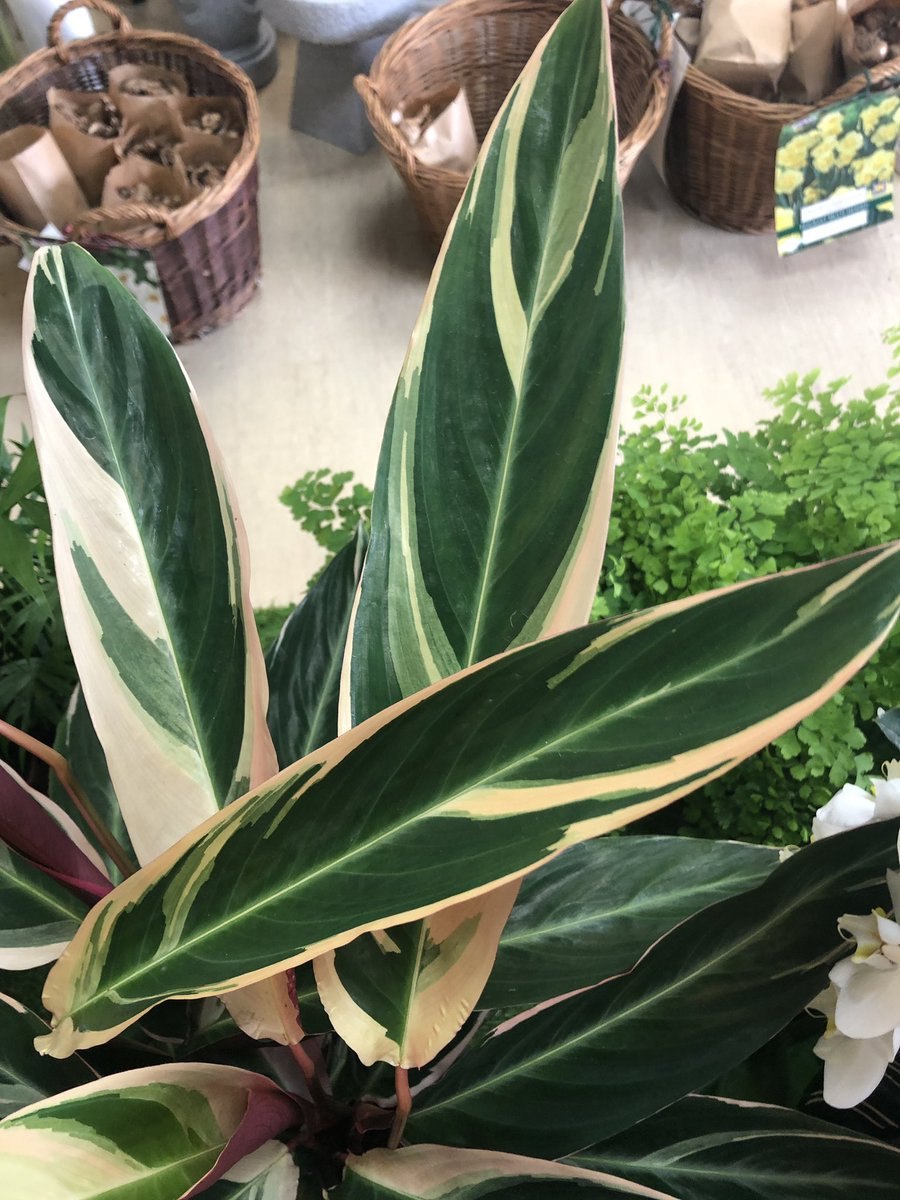 Маранта Массанжа