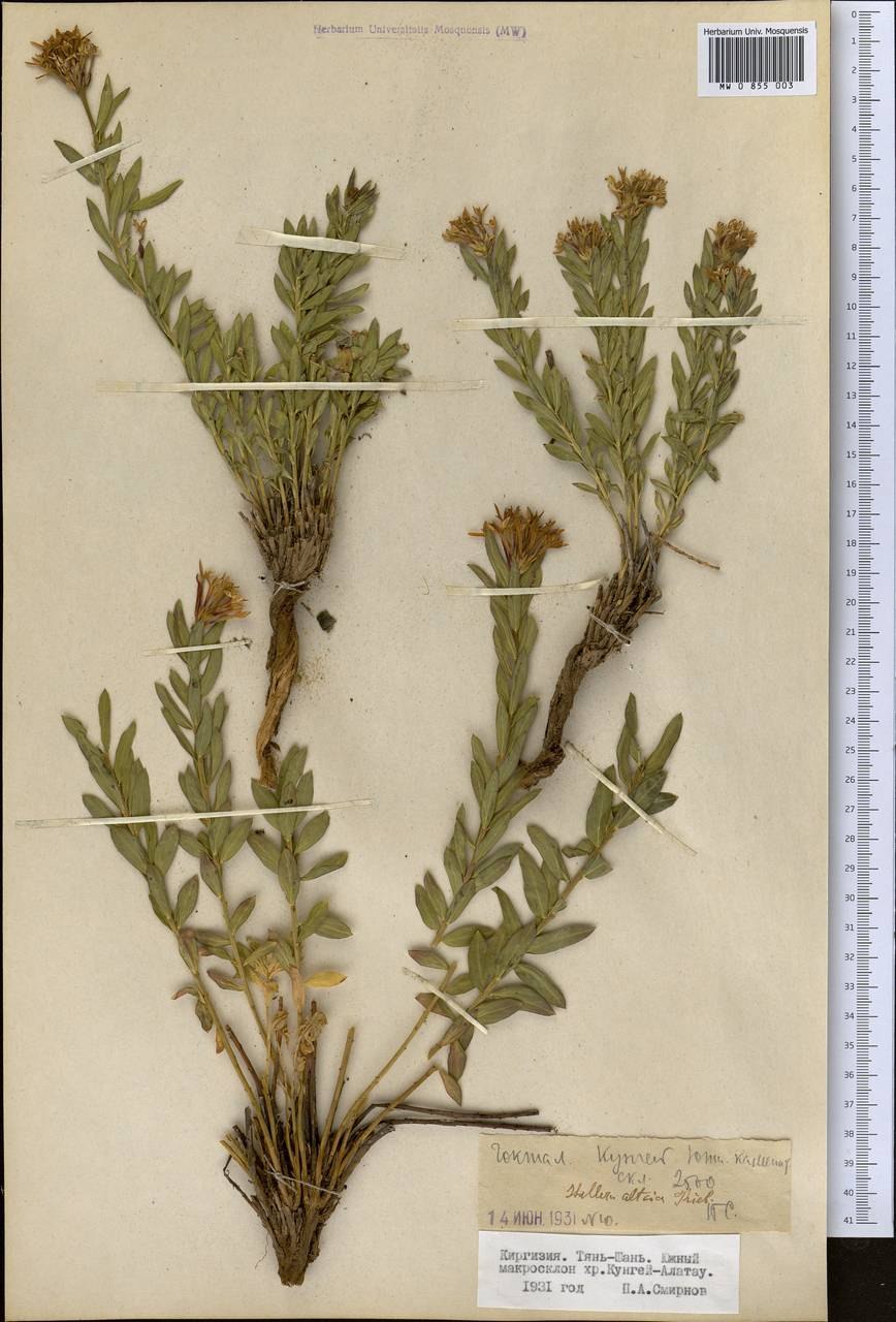 Мытник Уральский