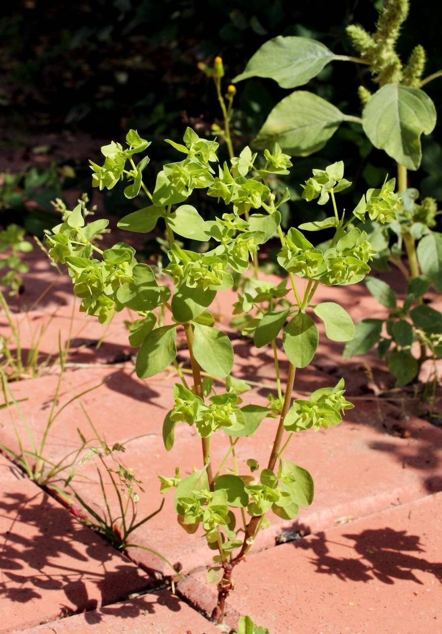 Молочай огородный