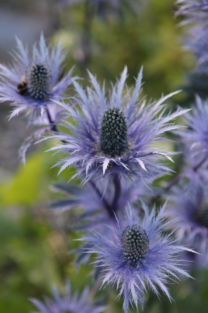 Синеголовник приморский