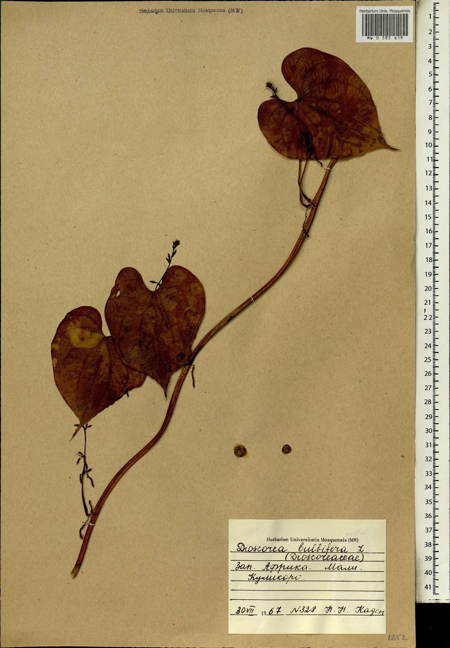 Dioscorea bulbifera