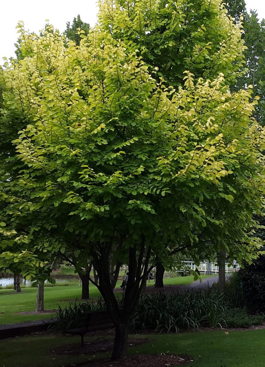 Вяз Кампердоуни