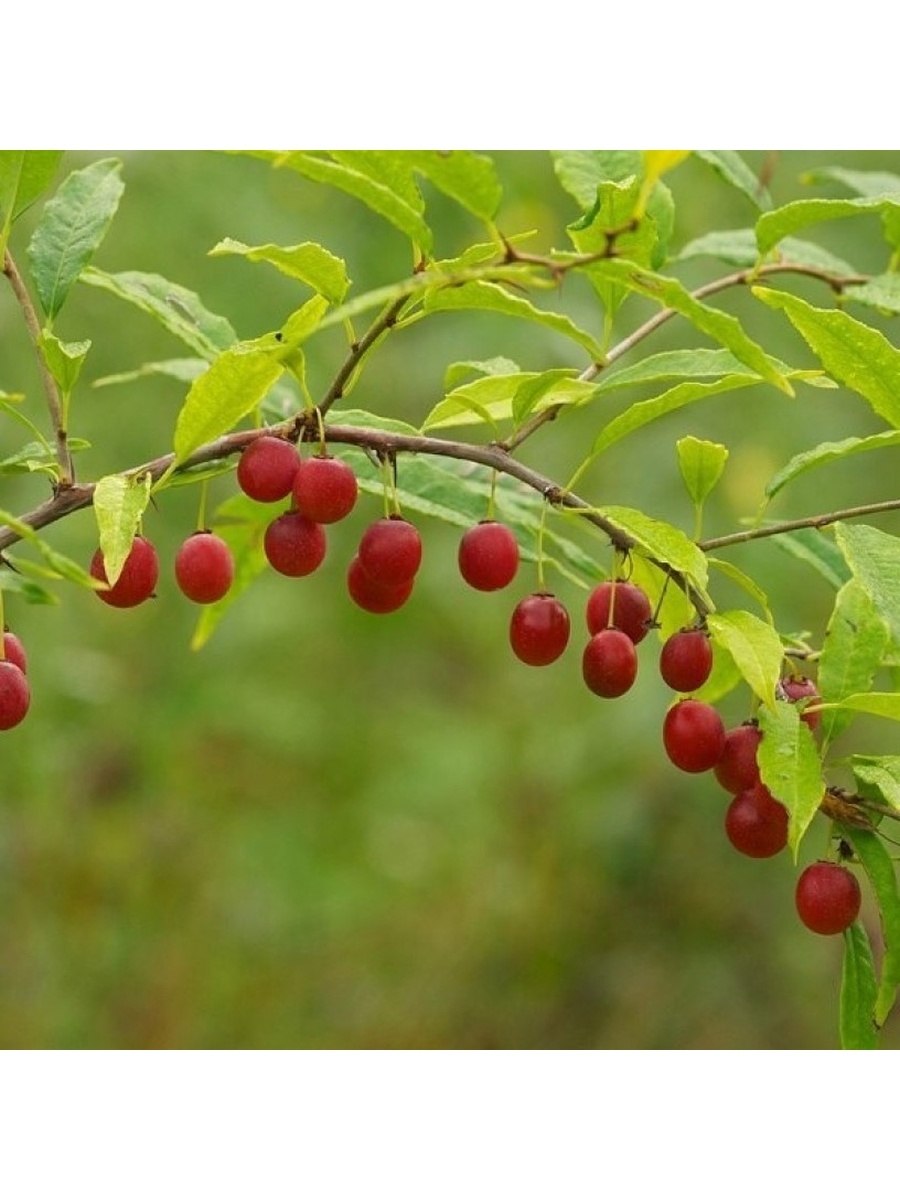 Колючая вишня