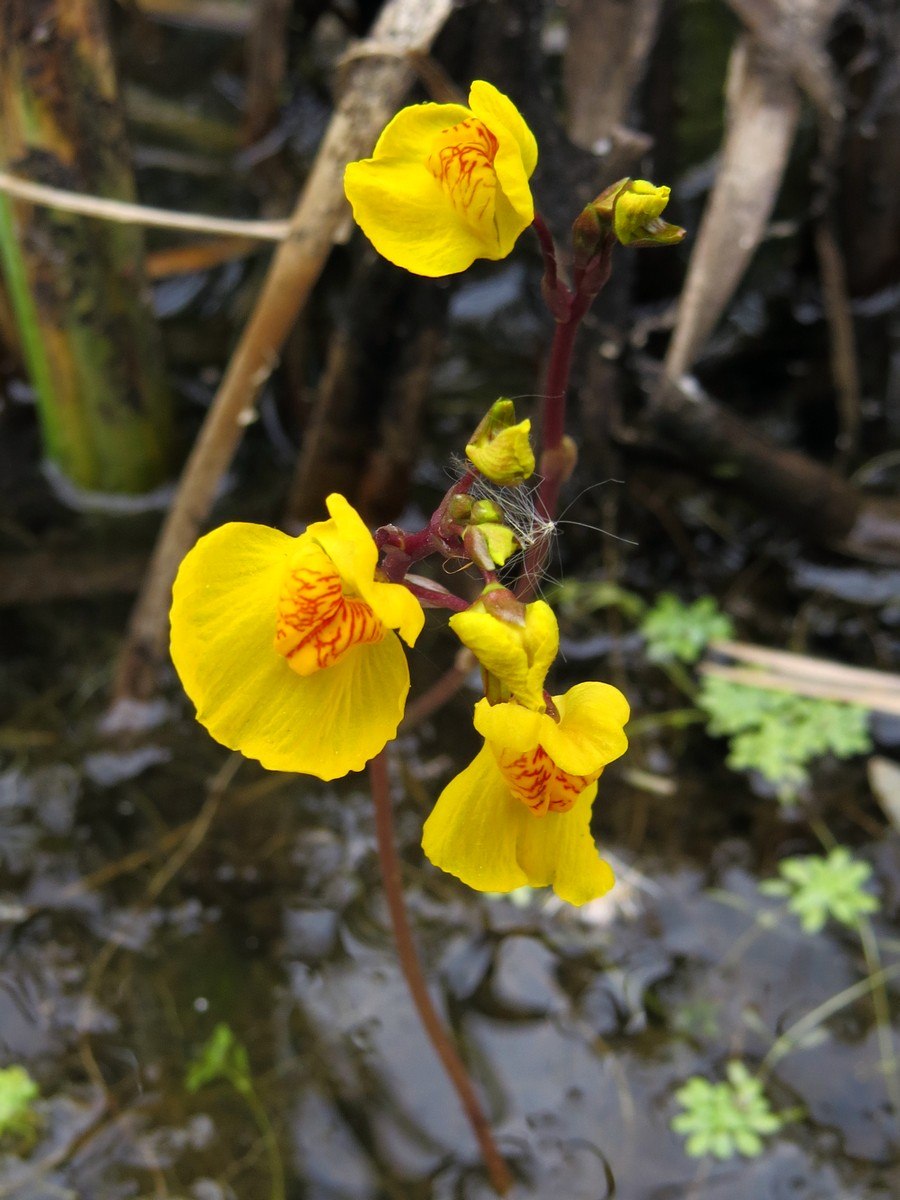 Пузырчатка (Utricularia)