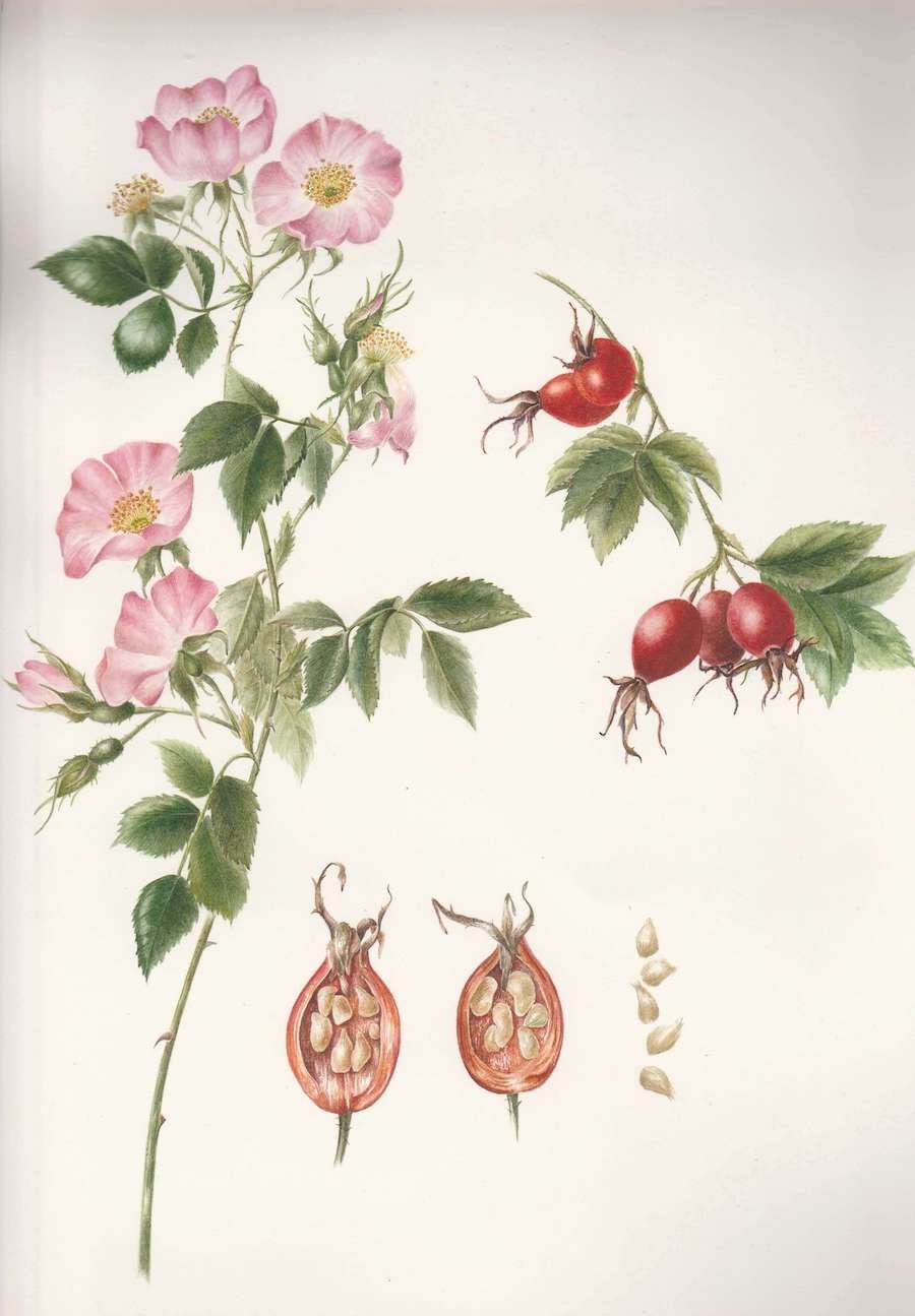 Шиповник кокийримский