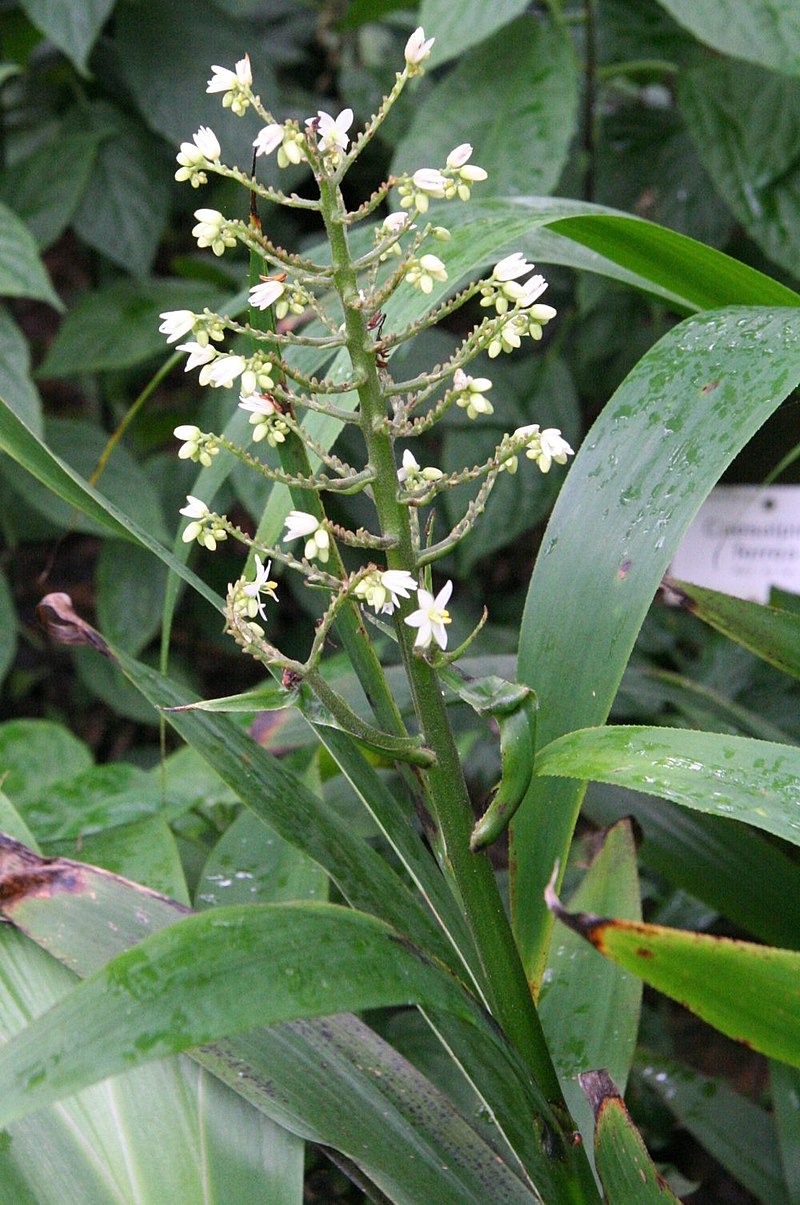 Anigozanthos flavidus Red