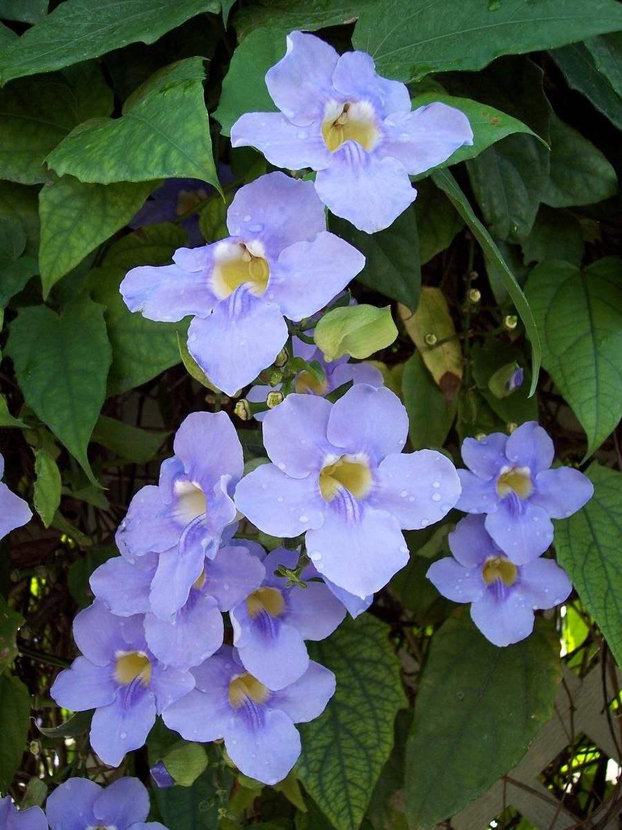 Тунбергия грандифлора