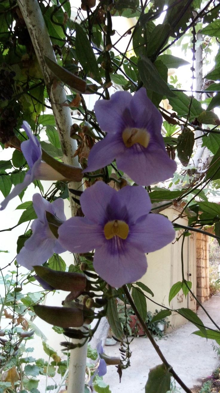 Тунбергия крупноцветковая