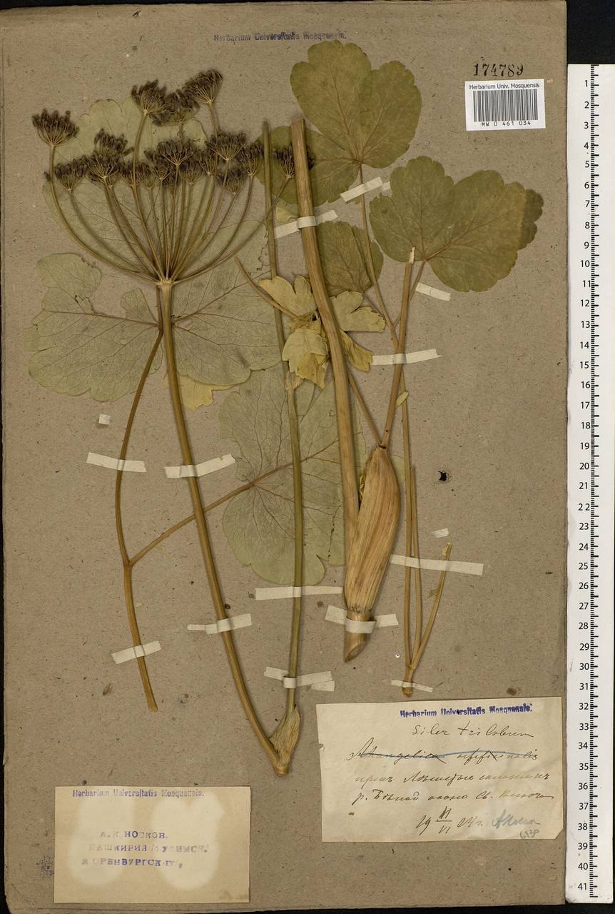 Любисток аптечный