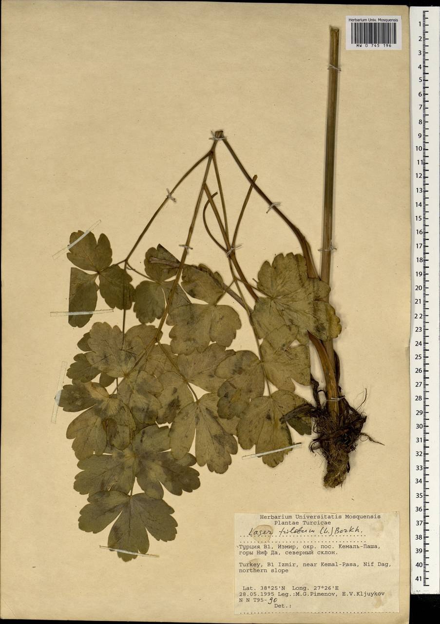 Bell hravenпиво Scotish фиолетовый