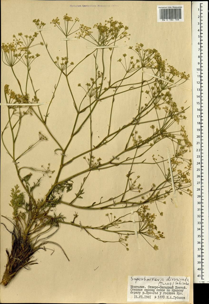 Любисток это борщевик