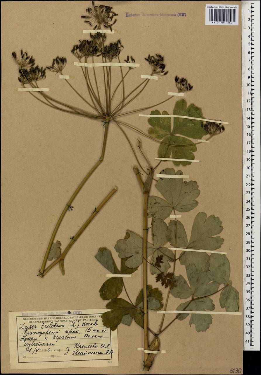 Лазурник трехлопастной рисунок