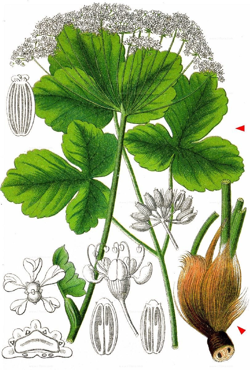 Зонтичные (Apiaceae)