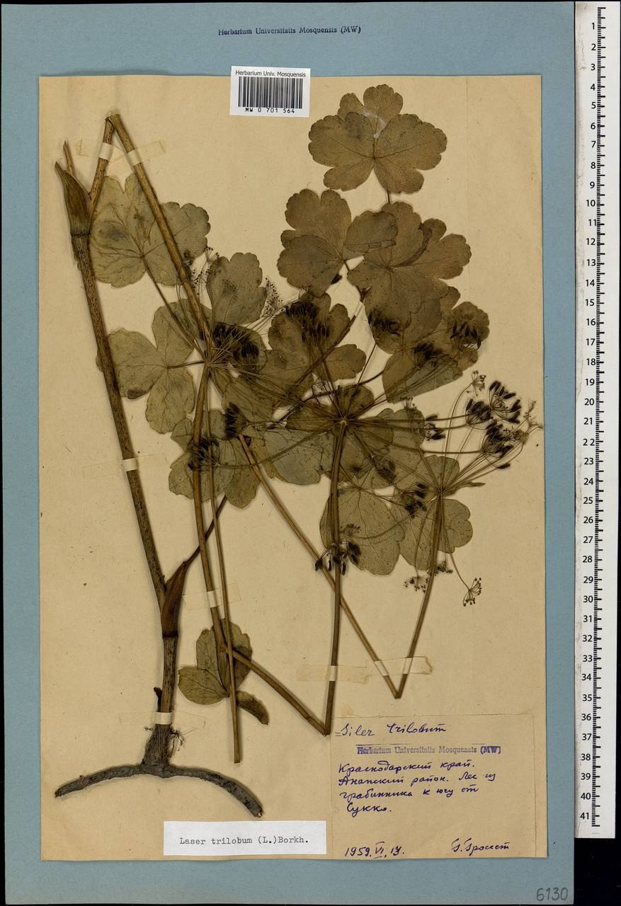 Лазурник растопыренный корень