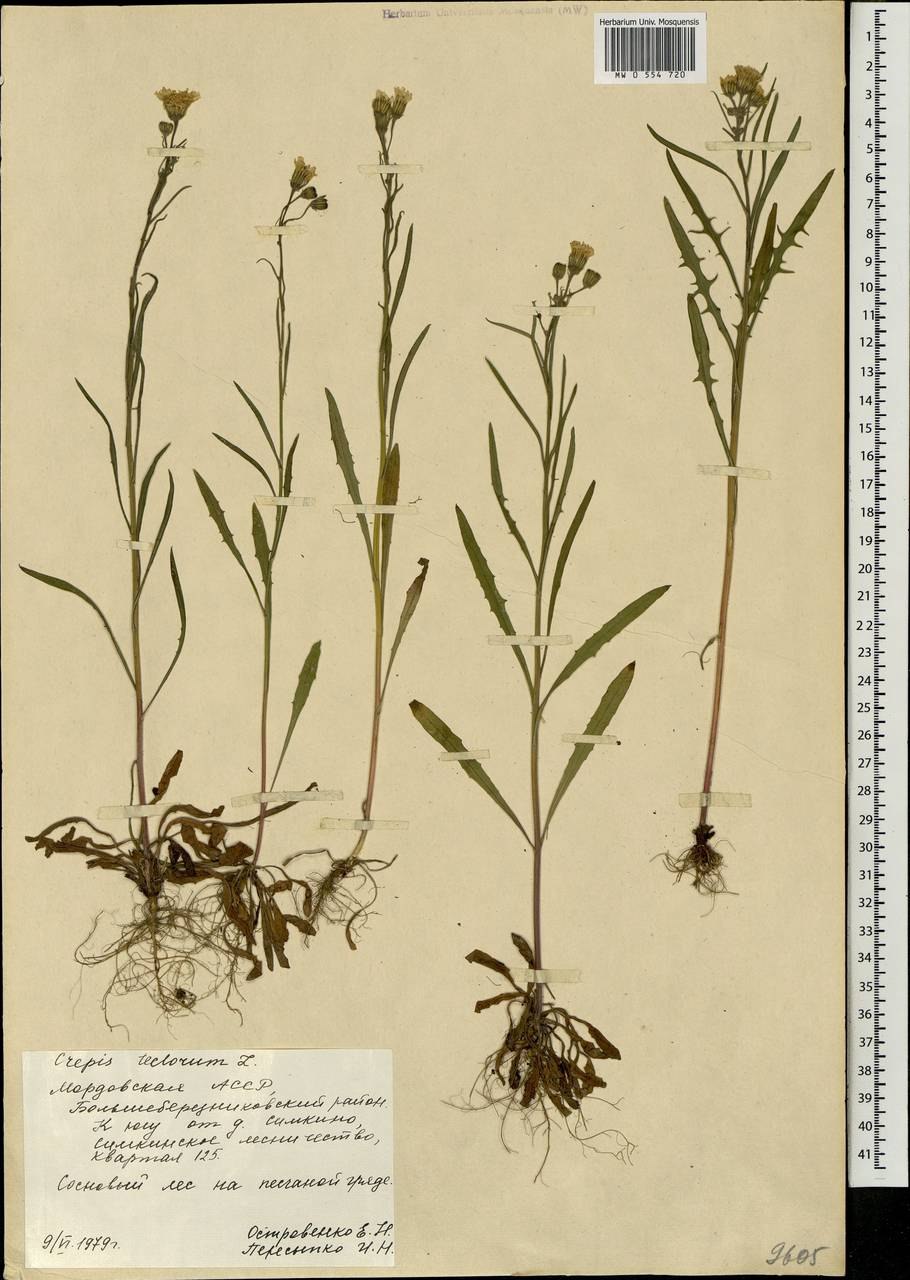 Скерда волосовидная