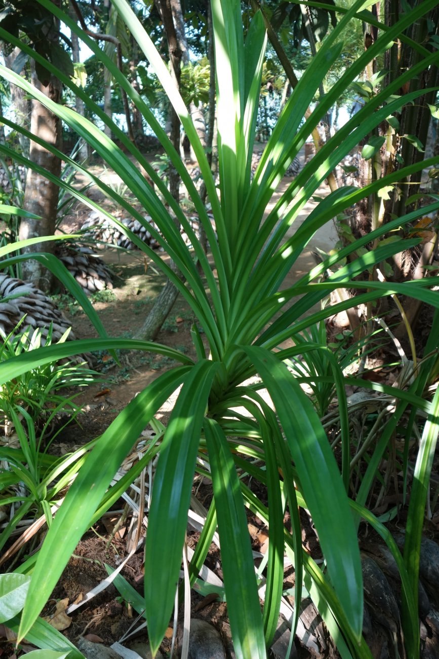 Пандан ароматнейший