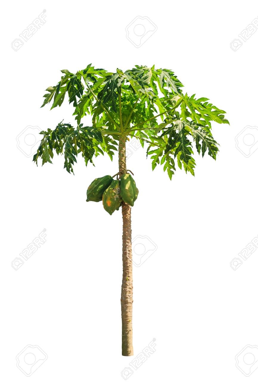 Wallpapers Cercopithecus albogularis