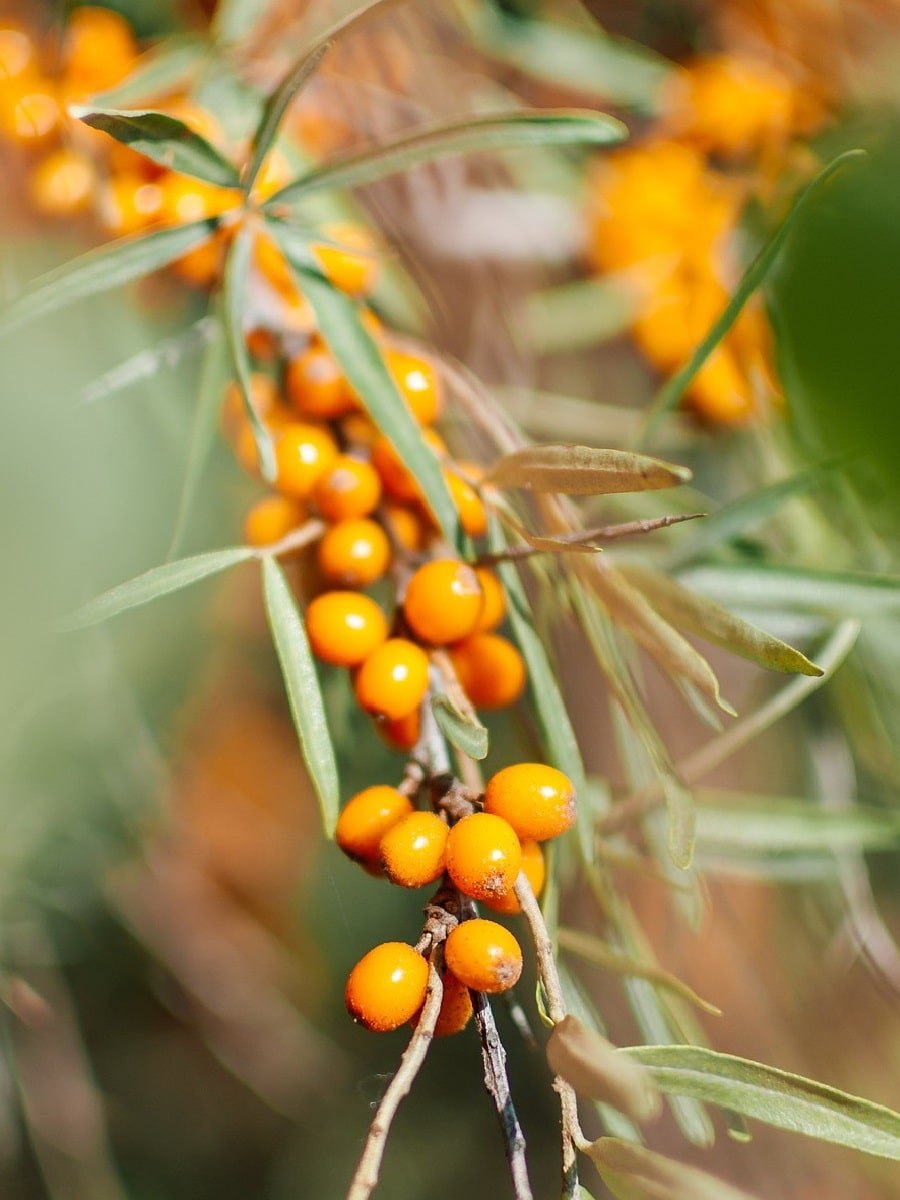 Облепиха иволистная