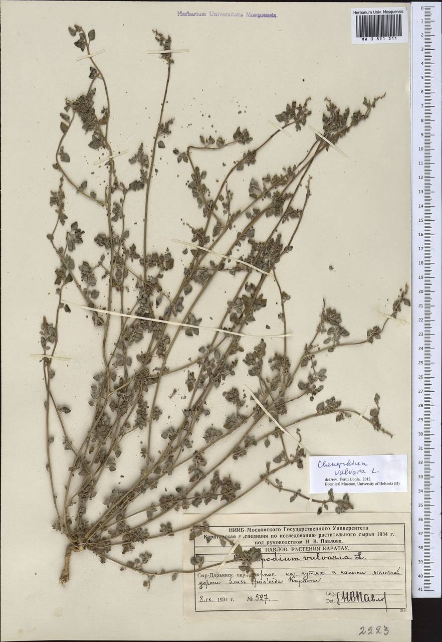 Chenopodium coronopus