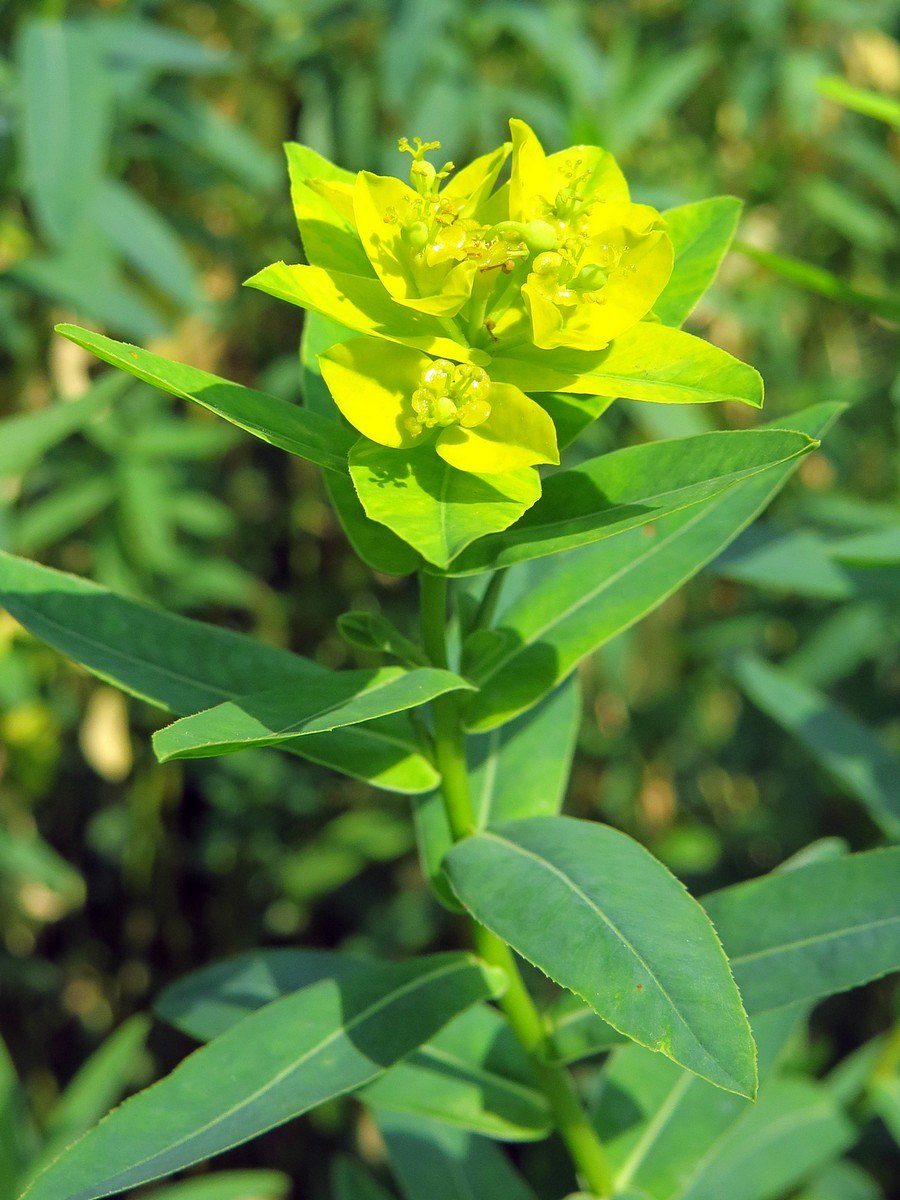 Euphorbia lucida