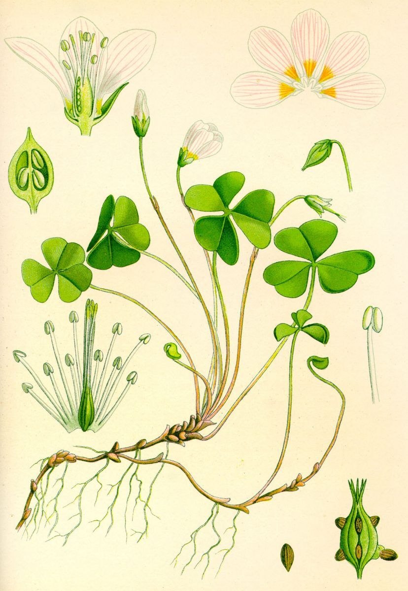 Стеклянная бабочка Грета ото