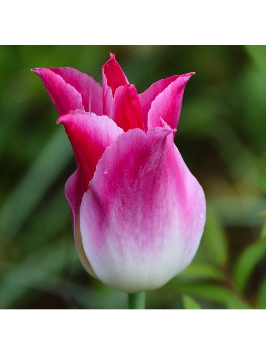 Тюльпан Мэрилин